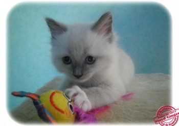 chaton femelle blue point-mitted - RESERVEE - Chatterie Ragdolls du Val de Beauvoir